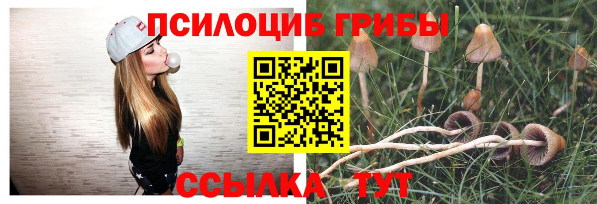 Галлюциногенные грибы Psilocybine cubensis Люберцы